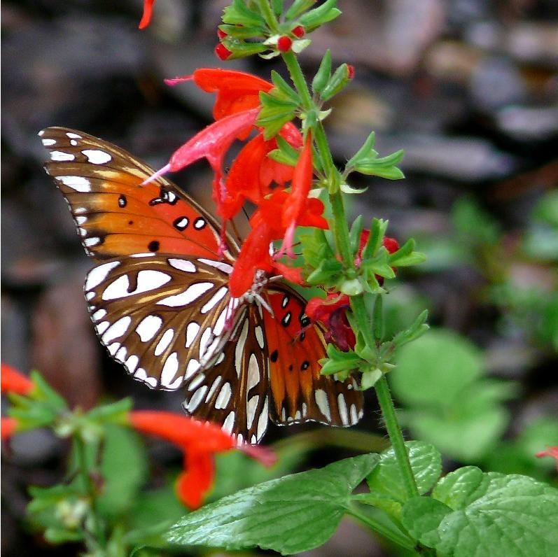 Four Tips For a Blooming Butterfly Garden 4
